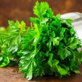 Prednosti peršuna za mršavljenje: odvar, infuzija, čaj, tinktura